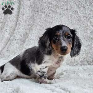 Biscuit, Dachshund Puppy